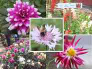 beautiful pics of flowers in flower show in gca