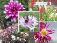 beautiful pics of flowers in flower show in gca
