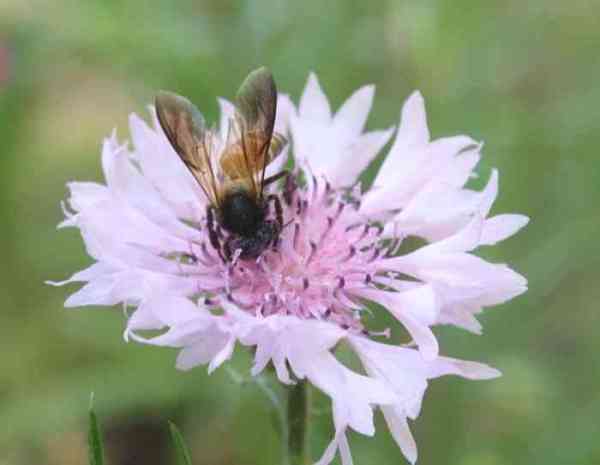 beautiful pics of flowers in flower show in gca