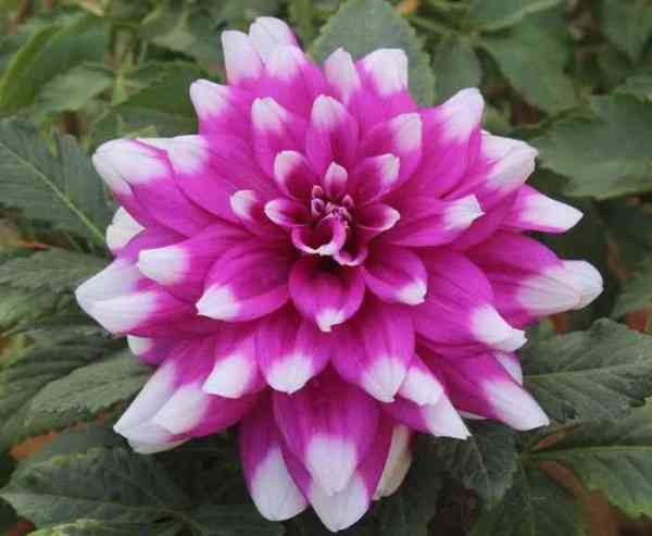 beautiful pics of flowers in flower show in gca