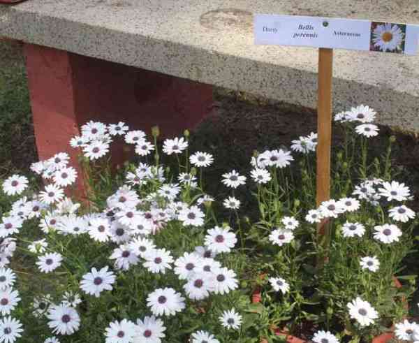 beautiful pics of flowers in flower show in gca