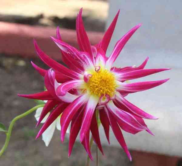 beautiful pics of flowers in flower show in gca