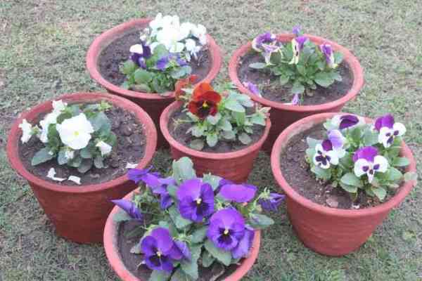 beautiful pics of flowers in flower show in gca