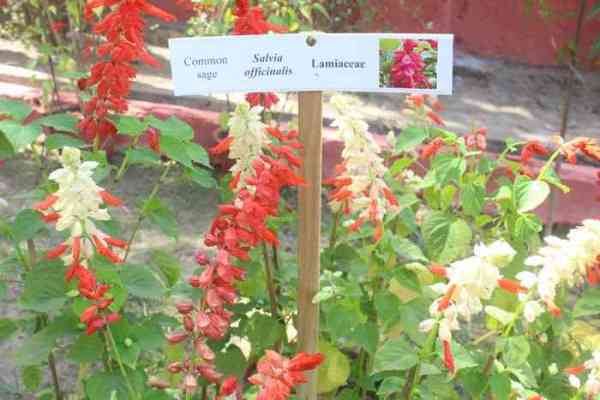 beautiful pics of flowers in flower show in gca