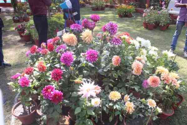 beautiful pics of flowers in flower show in gca