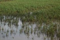 फसल बर्बाद करने वाली इस कंपनी ने फिर रूलाया किसानों को