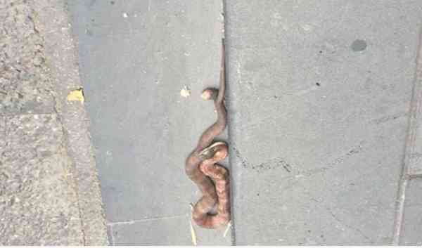 snake