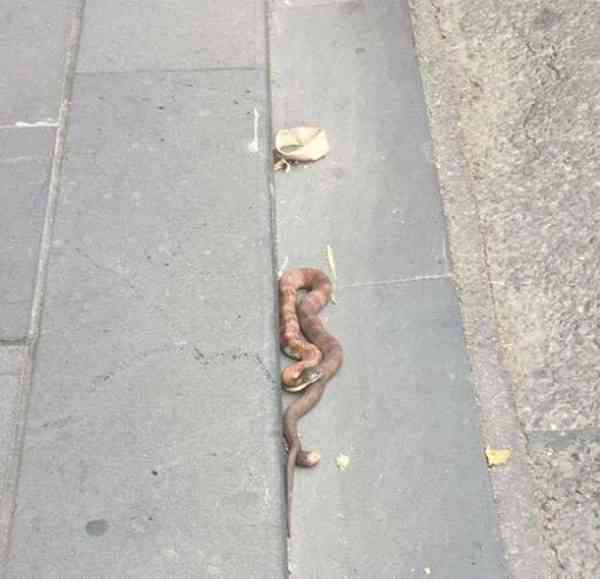 snake