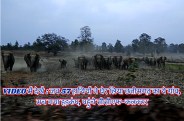 57 Elephants