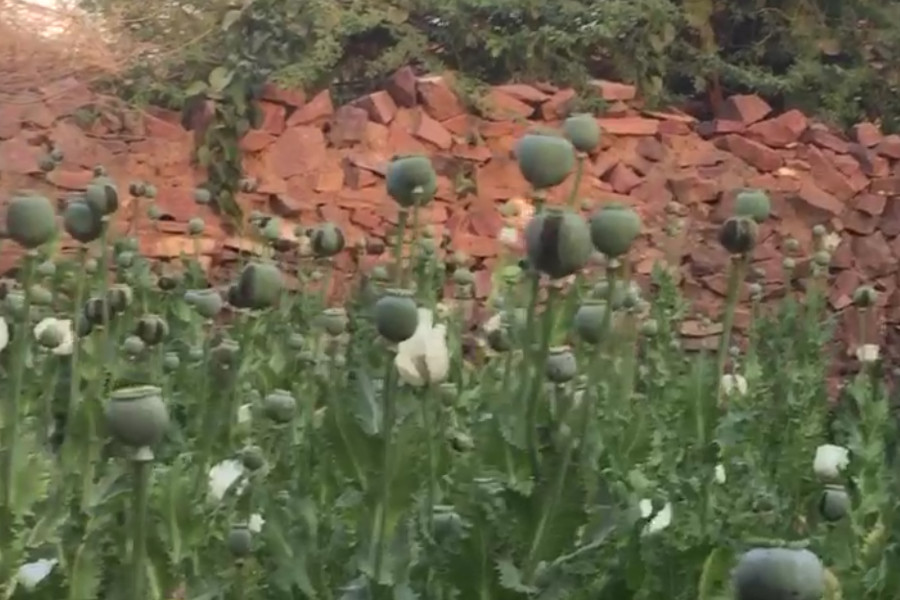 illegal opium cultivation in house of Jodhpur caught