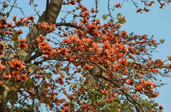  Beautiful Tears and Benefits ...