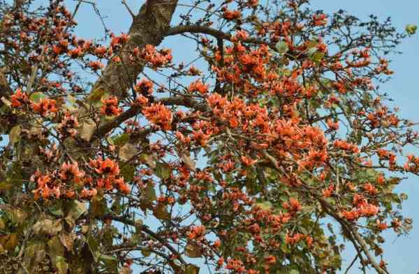  Beautiful Tears and Benefits ...