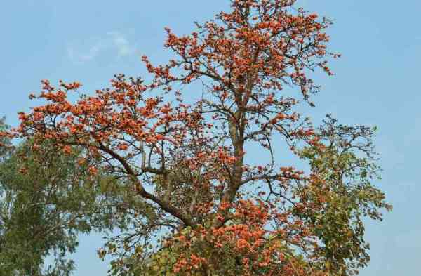  Beautiful Tears and Benefits ...