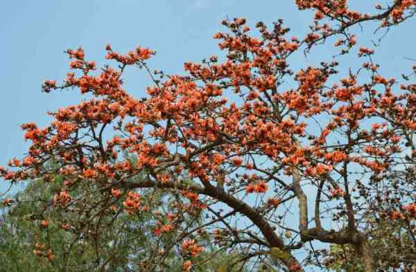  Beautiful Tears and Benefits ...