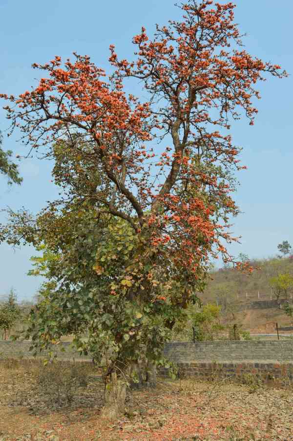  Beautiful Tears and Benefits ...