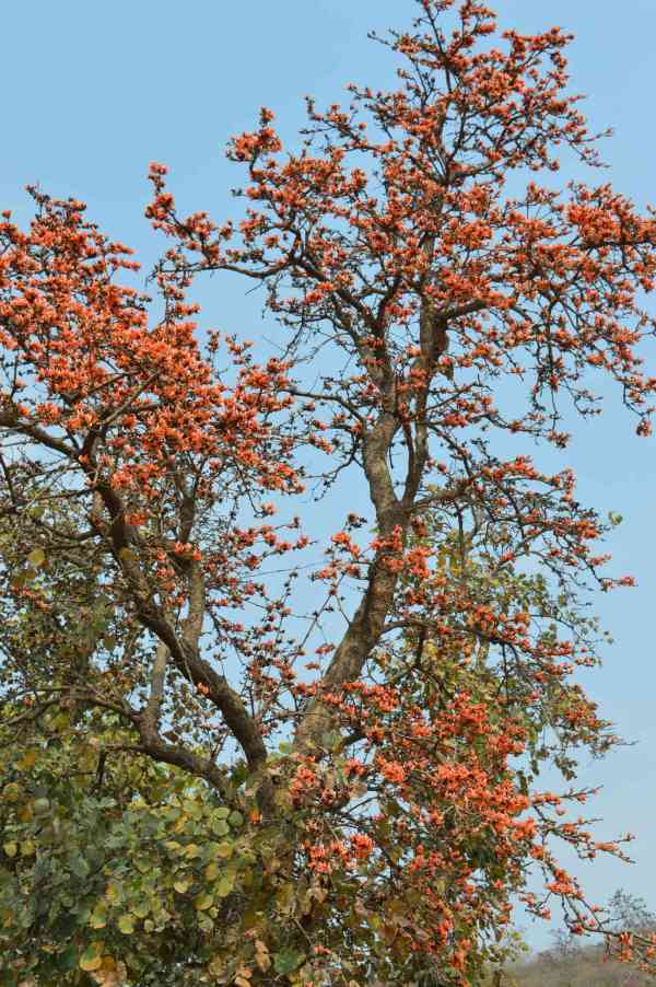  Beautiful Tears and Benefits ...