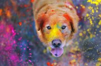 holi colors on pet