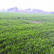 farmer news