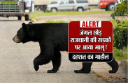 bear in capital