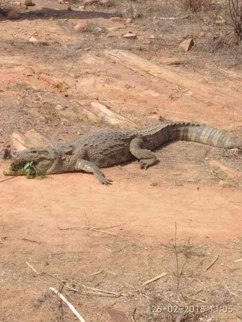 Crocodile in village