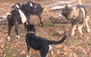 dog bite goat