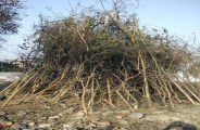 holika dahan