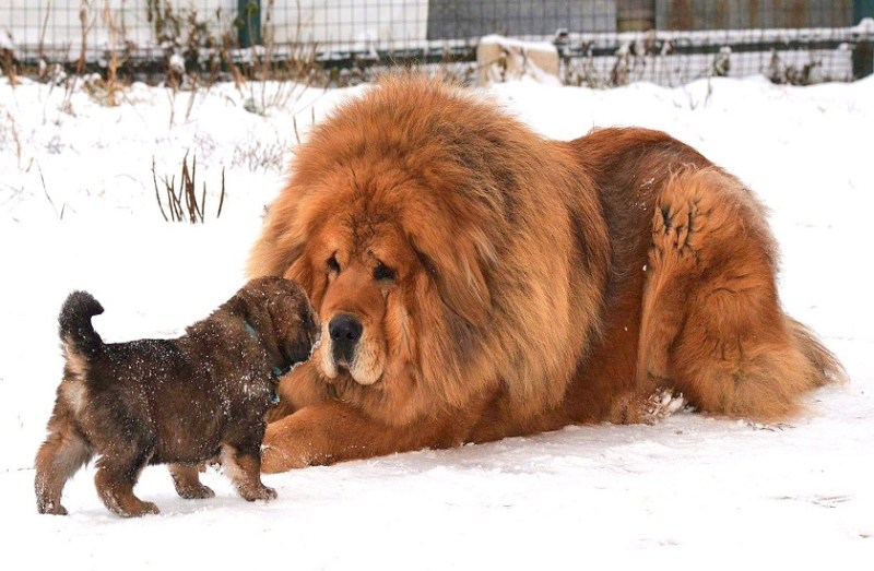 mountains,Tibetan Mastiff,most expensive dog tibetan mastiff,most expensive dog in the world tibetan mastiff,
