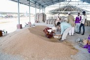 Fraud with farmers in krishi upaj mandi