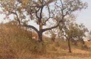 Three people die in chhindwara