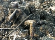 Innocent burnt alive