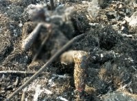 Innocent burnt alive