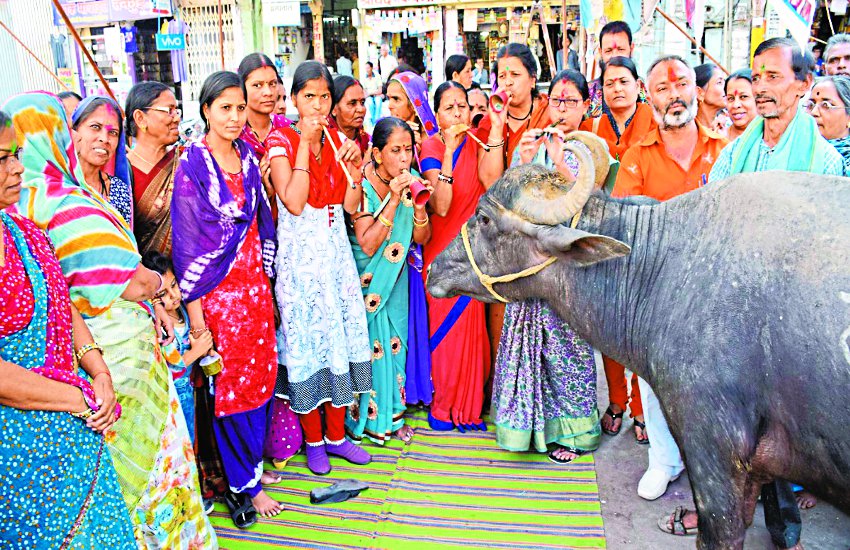 To awaken the government, beans ahead of buffaloes
