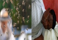 bees attack