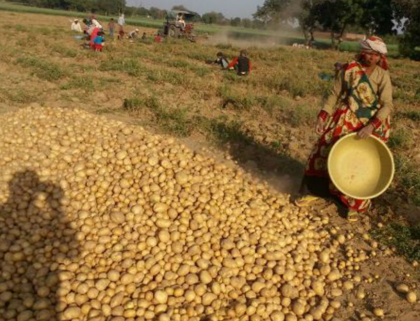 Potato Purchasing Center