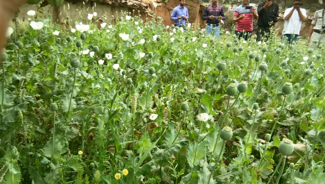 Two million opium plants in Singrauli
