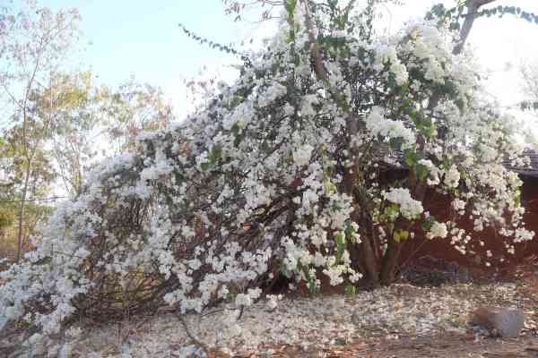 falling bougainvillea leaves images in udaipur