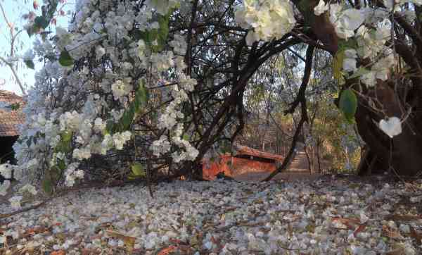 falling bougainvillea leaves images in udaipur