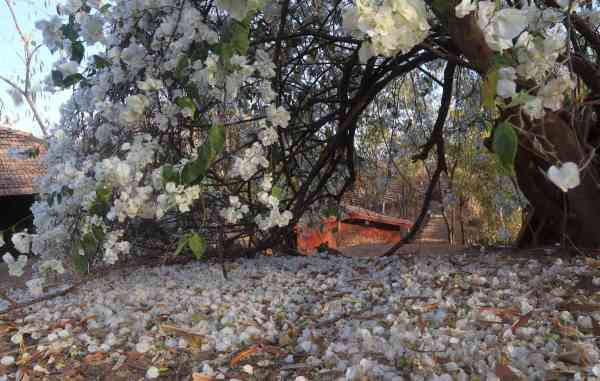 falling bougainvillea leaves images in udaipur