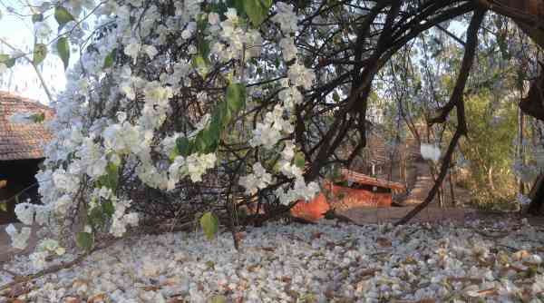 falling bougainvillea leaves images in udaipur