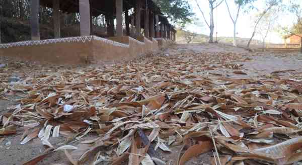 falling bougainvillea leaves images in udaipur