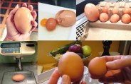 Egg