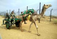 bsf camel carts 