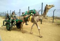 bsf camel carts 