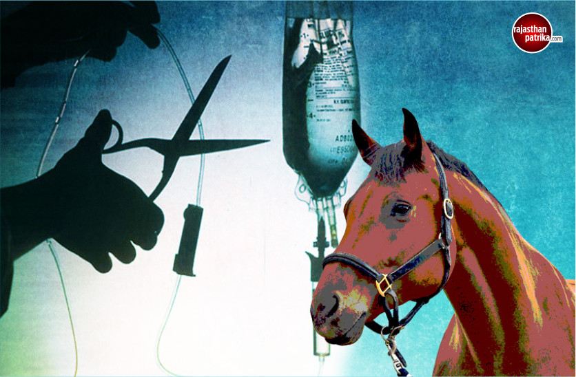 Euthanasia Mercy Killing Mercy death for Horses