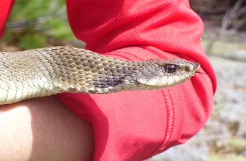 Snake Friend