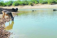 गेर दल नृत्य की देते हैं मनमोहक प्रस्तुतियां