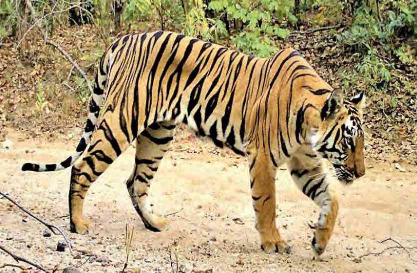 राजघाटी में बाघ की दस्तक,दहशत में राहगीर