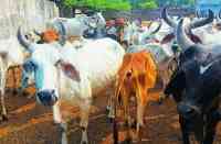 animals , unique tag number