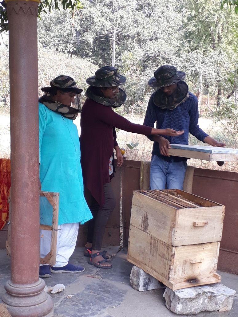 Gandhi Ashram, beekeeping, new flavors, demand in the country, honey