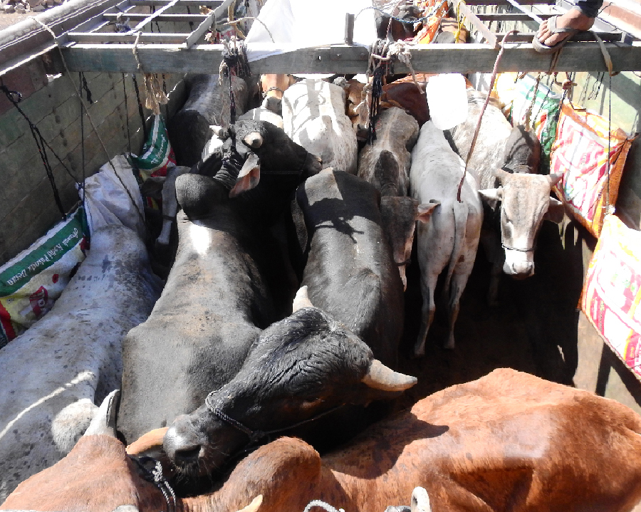 Police personnel delayed by cowboy cow slaughter